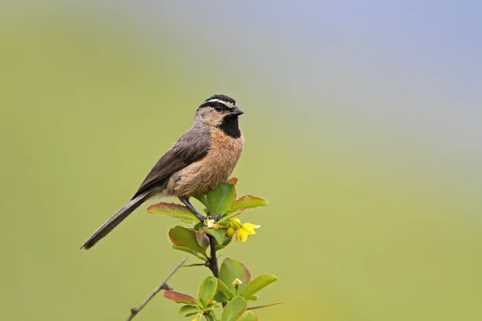 File:White-browed Tit (Poecile superciliosus) in China.jpg