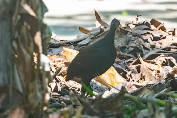 File:Megapodius eremita - Euan Moore - 609428384.jpeg