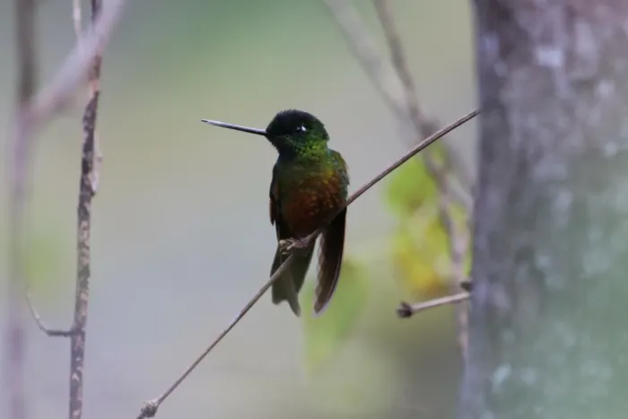 File:Coeligena consita - Jackson Frost - 473508973.jpeg