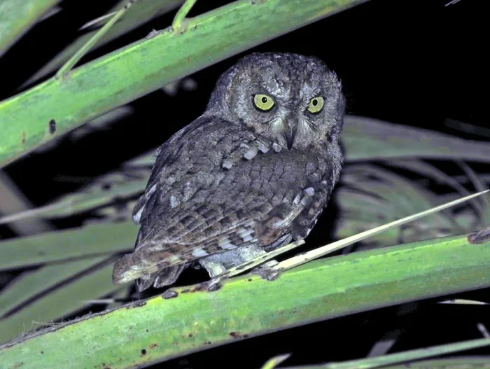File:Otus socotranus - James Eaton - 336780367 (cropped).jpeg