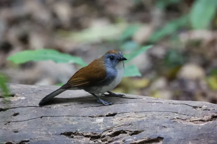 File:Alethe castanea woosnami in Uganda.jpg