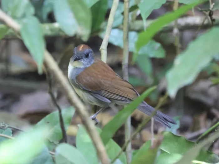 File:Fire-crested Alethe (Alethe castanea) in Uganda.jpg