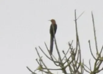 File:Rhinopomastus castaneiceps - Zac Peterson - 557873389.jpeg