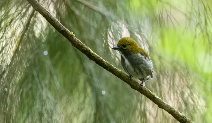 File:Pachyglossa olivacea - Forest Botial-Jarvis - 240241409.jpeg