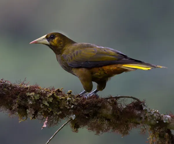 File:Psarocolius atrovirens, Dusky-green Oropendola (cropped).jpg