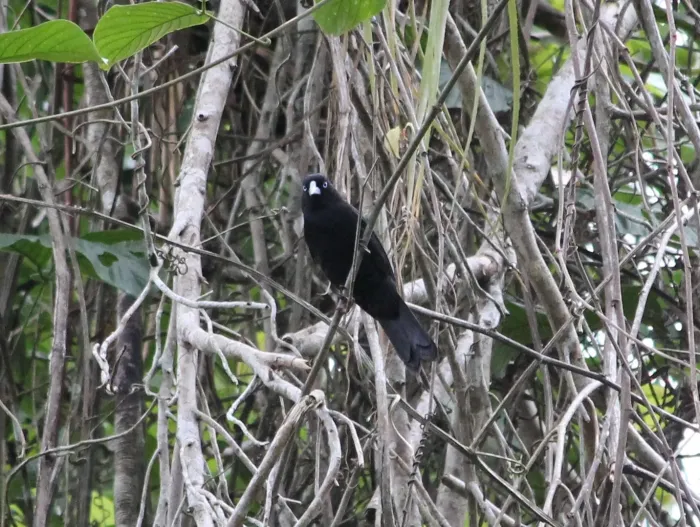 File:Ecuadorian Cacique (Cacicus sclateri).jpg
