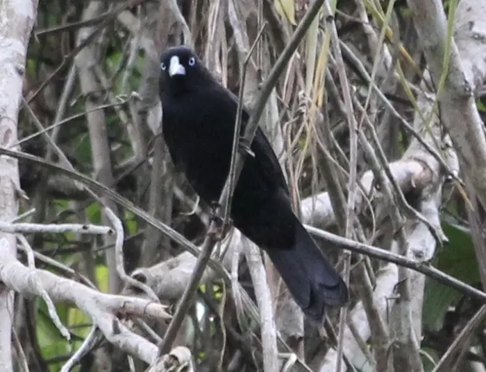 File:Ecuadorian Cacique (Cacicus sclateri) (cropped).jpg
