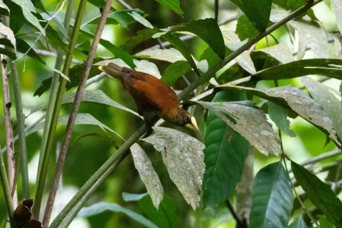File:Casqued Cacique (Cacicus oseryi) 02.jpg