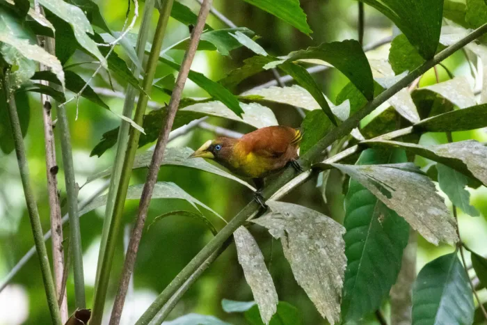 File:Casqued Cacique (Cacicus oseryi) 01.jpg