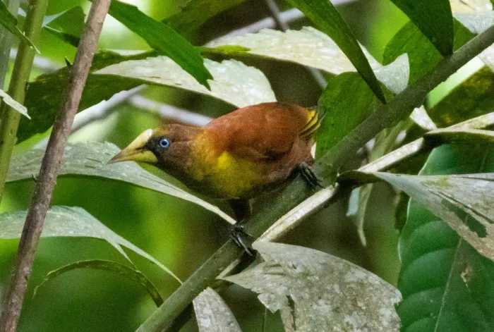 File:Casqued Cacique (Cacicus oseryi) 01 (cropped).jpg