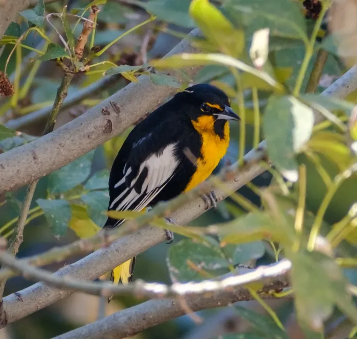 File:Black-backed Oriole (Icterus abeillei).jpg