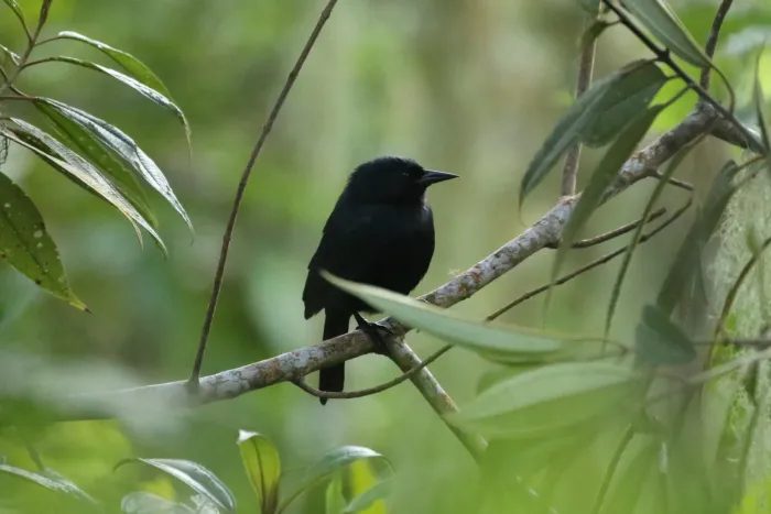 File:Jamaican Blackbird (Nesopsar nigerrimus).jpg