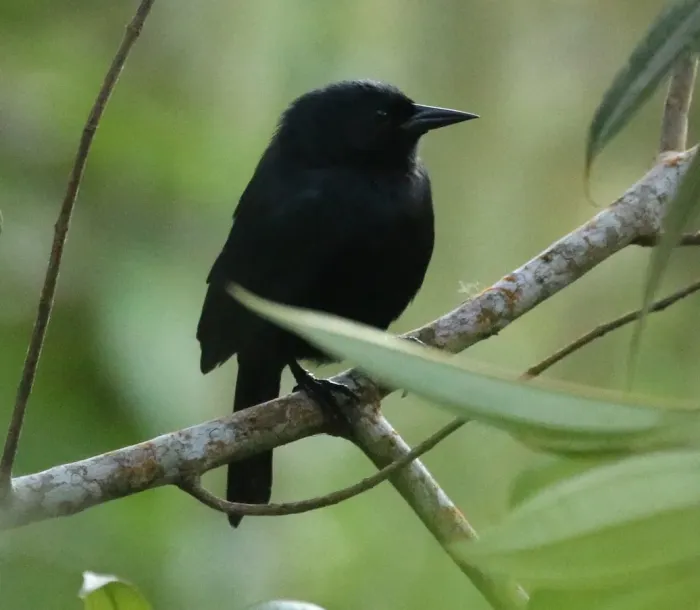 File:Jamaican Blackbird (Nesopsar nigerrimus) (cropped).jpg