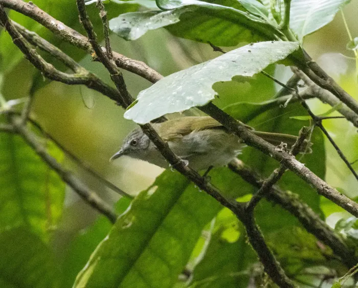 File:Phyllastrephus albigula - avocat - 588319006.jpeg