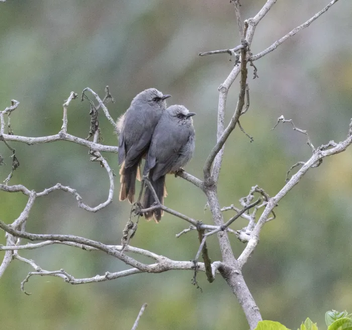 File:Sylvia galinieri - avocat - 605289891.jpeg