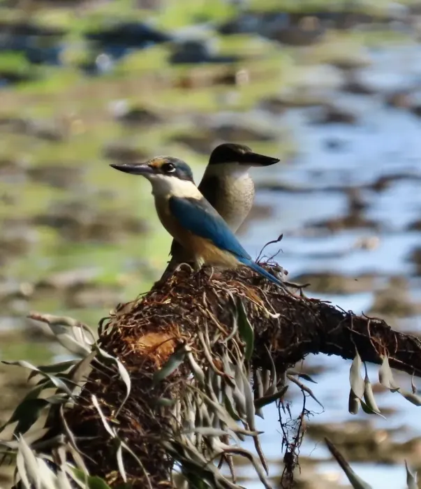 File:Todiramphus tristrami - tlaloc27 - 228305025.jpeg