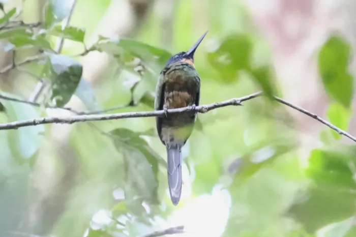 File:Galbula chalcothorax - Tommy Andriollo - 335223414.jpeg