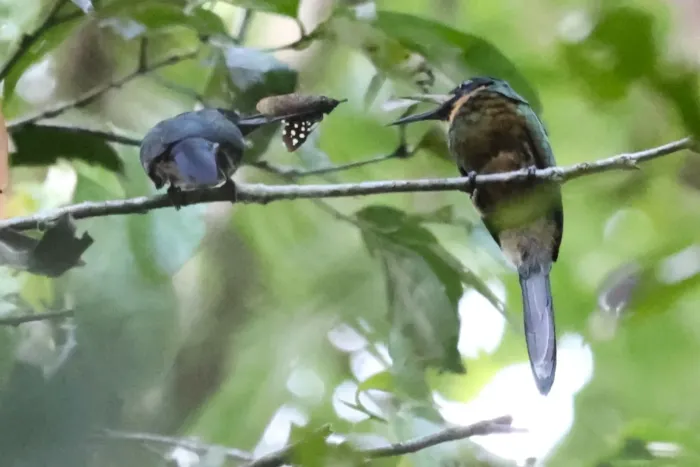 File:Galbula chalcothorax - Tommy Andriollo - 335223416.jpeg