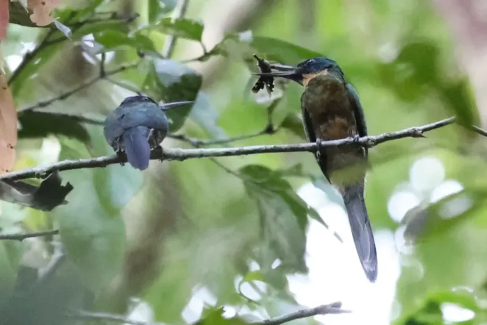 File:Galbula chalcothorax - Tommy Andriollo - 335223419.jpeg