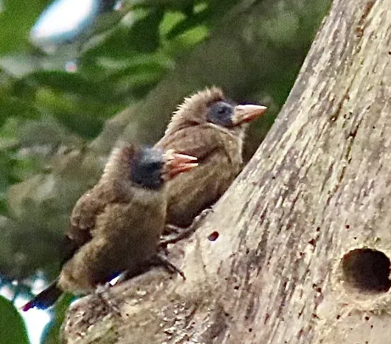 File:Gymnobucco calvus - Irene - 599063033.jpeg