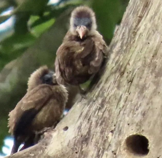 File:Gymnobucco calvus - Irene - 599055591.jpeg