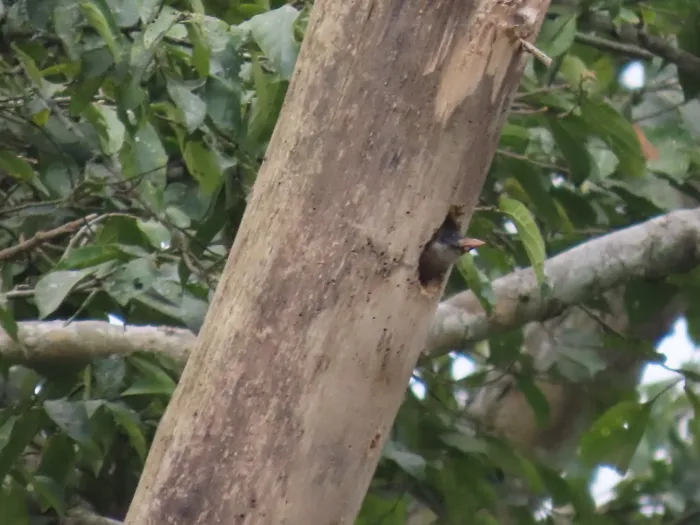 File:Gymnobucco calvus - Irene - 599055605.jpeg