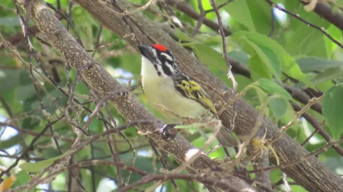 File:Pogoniulus uropygialis - John Lyakurwa - 67312510.jpeg