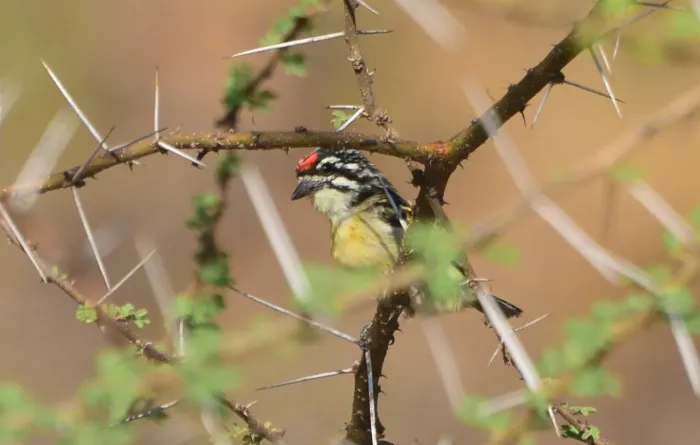 File:Pogoniulus uropygialis - premchand - 130056768.jpeg