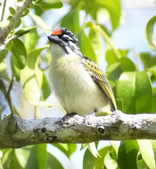 File:Pogoniulus uropygialis - Ian G. - 154696689.jpeg