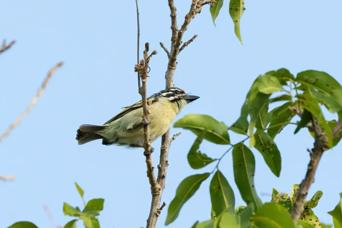 File:Pogoniulus uropygialis - Thibaud Aronson - 271106871.jpeg