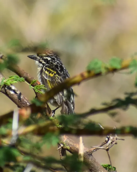 File:Pogoniulus uropygialis - Nikhil R R - 432929862.jpeg