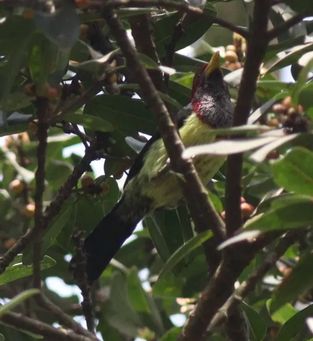 File:Trachylaemus goffinii togoensis - Jan Ebr and Ivana Ebrova - 345059684.jpeg