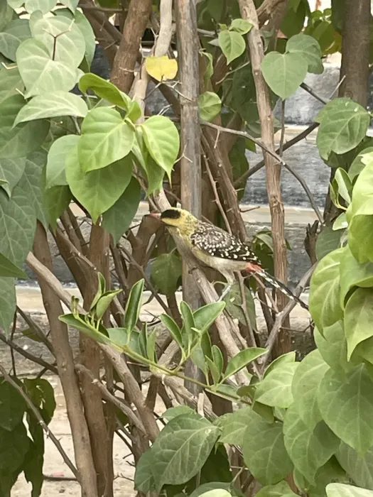 File:Trachyphonus margaritatus - nberhe - 313188439.jpeg