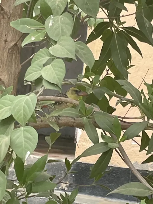 File:Trachyphonus margaritatus - nberhe - 313188397.jpeg