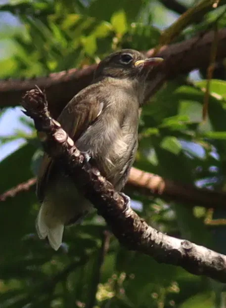File:Prodotiscus insignis - Jan Ebr and Ivana Ebrová - 344642889.jpeg