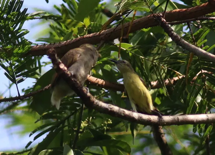 File:Prodotiscus insignis - Jan Ebr and Ivana Ebrová - 346181572.jpeg