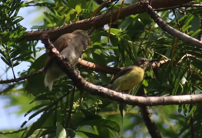 File:Prodotiscus insignis - Jan Ebr and Ivana Ebrová - 346181579.jpeg