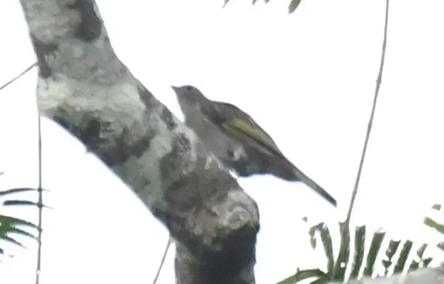 File:Indicator willcocksi - Zac Peterson - 555846104.jpeg