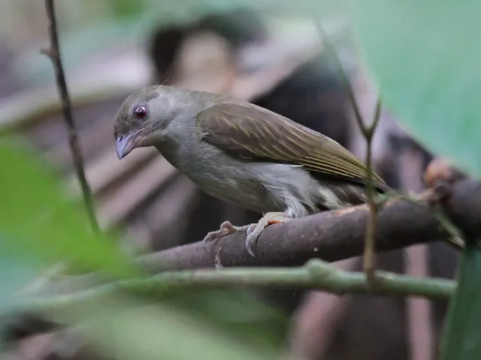 File:Indicator archipelagicus - Ian Dugdale - 546786989.jpeg