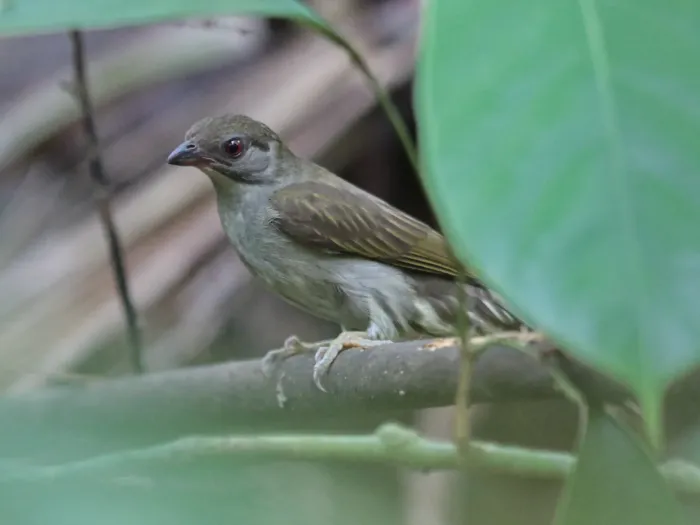 File:Indicator archipelagicus - Ian Dugdale - 546786993.jpeg