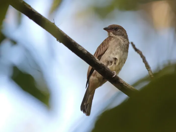 File:Indicator archipelagicus - Ian Dugdale - 547323949.jpeg