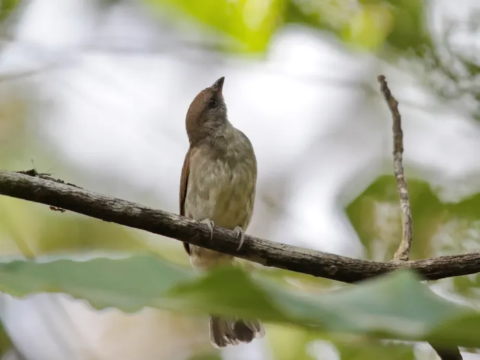 File:Indicator archipelagicus - Ian Dugdale - 547323963.jpeg