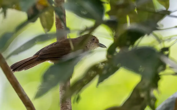 File:Malacopteron palawanense - Forest Botial-Jarvis - 246632138.jpeg