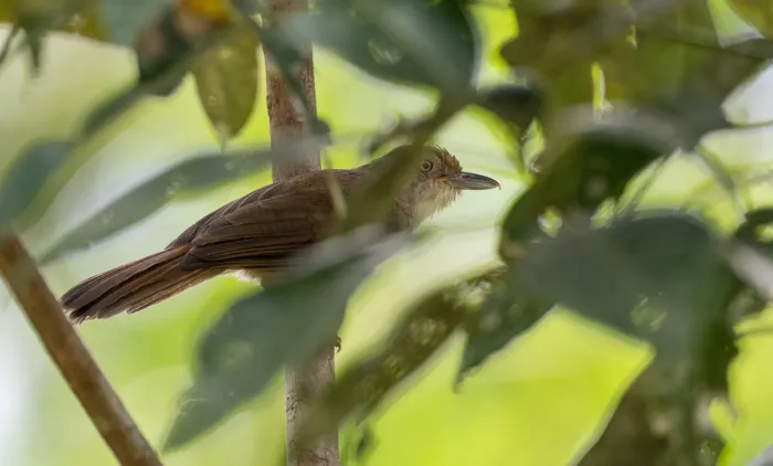 File:Malacopteron palawanense - Forest Botial-Jarvis - 246632175.jpeg