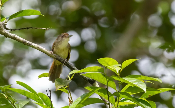 File:Malacopteron palawanense - Forest Botial-Jarvis - 246632311.jpeg