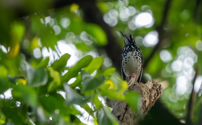 File:Geokichla cinerea - Forest Botial-Jarvis - 306016780.jpeg