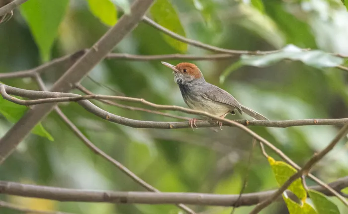 File:Orthotomus chaktomuk - Forest Botial-Jarvis - 182041805.jpeg