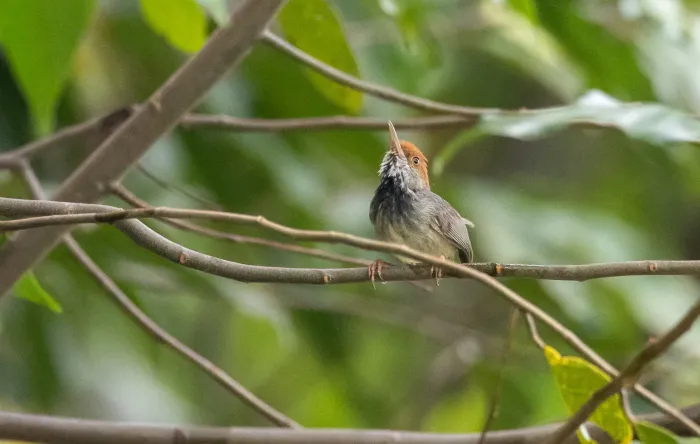 File:Orthotomus chaktomuk - Forest Botial-Jarvis - 182041821.jpeg