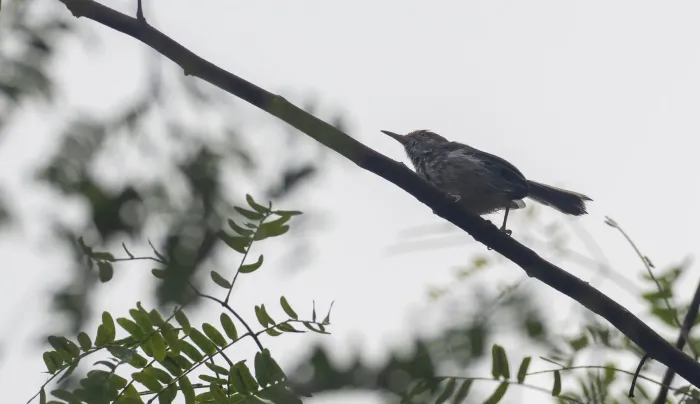 File:Orthotomus chaktomuk - Forest Botial-Jarvis - 247472262.jpeg