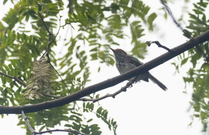 File:Orthotomus chaktomuk - Forest Botial-Jarvis - 247472266.jpeg